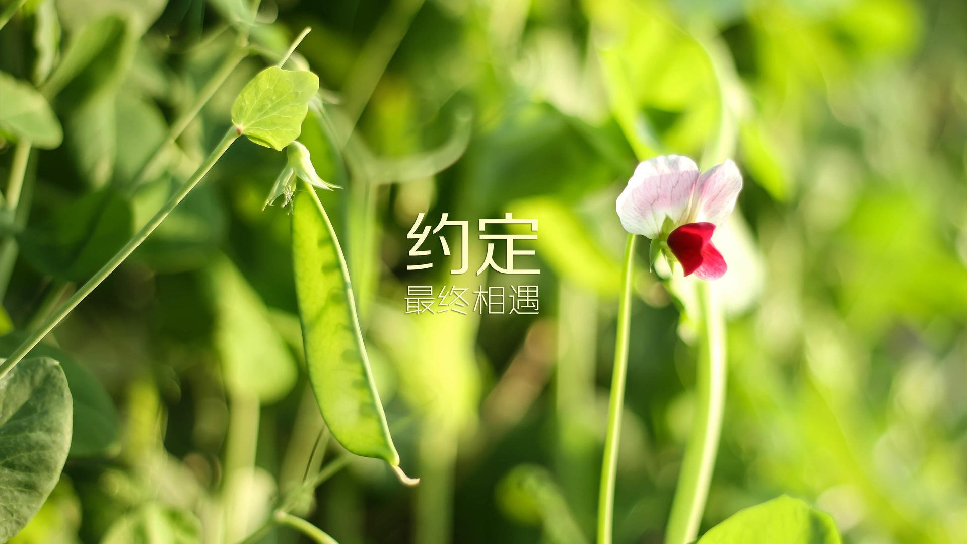 线上普拉提课程兴起，满足不同人群需求，网上普拉提教学视频谁的好