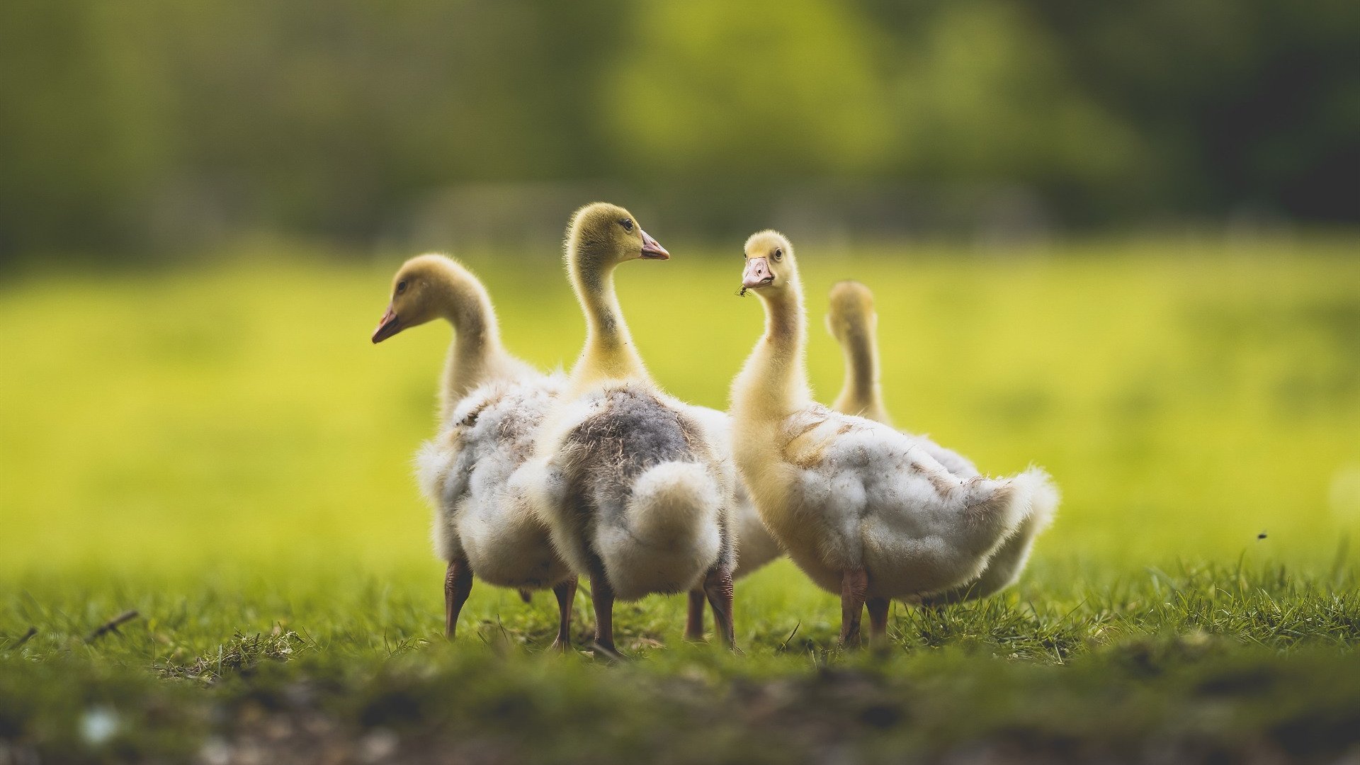 WTT大满贯赛王曼昱横扫晋级八强,王曼昱大满贯缺什么